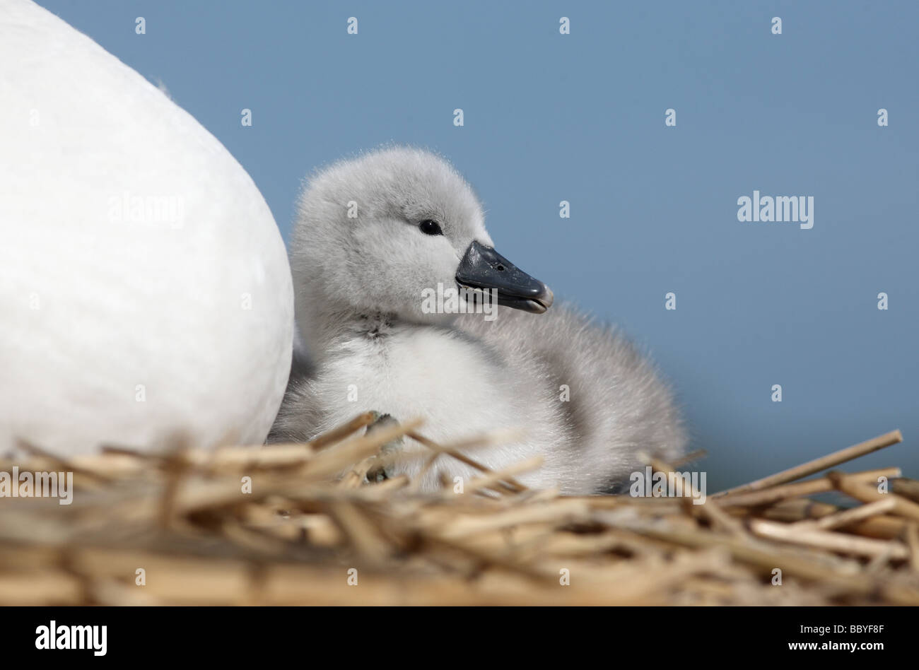 Höckerschwan Cygnus Olor auf Nest mit jungen Abbotsbury Dorset Feder Stockfoto