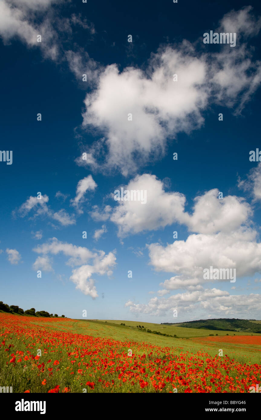 Ein Mohnfeld unter blauem Himmel mit flauschigen weißen Wolken Stockfoto