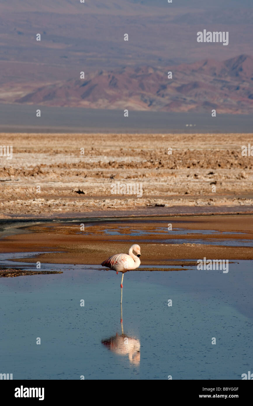 Anden Flamingo in einem Salzsee der Atacamawüste, Chile Stockfoto