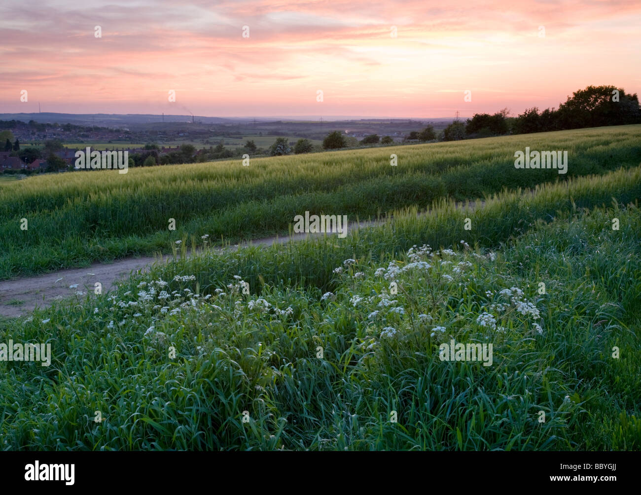 Bereich der Gerste Stockfoto