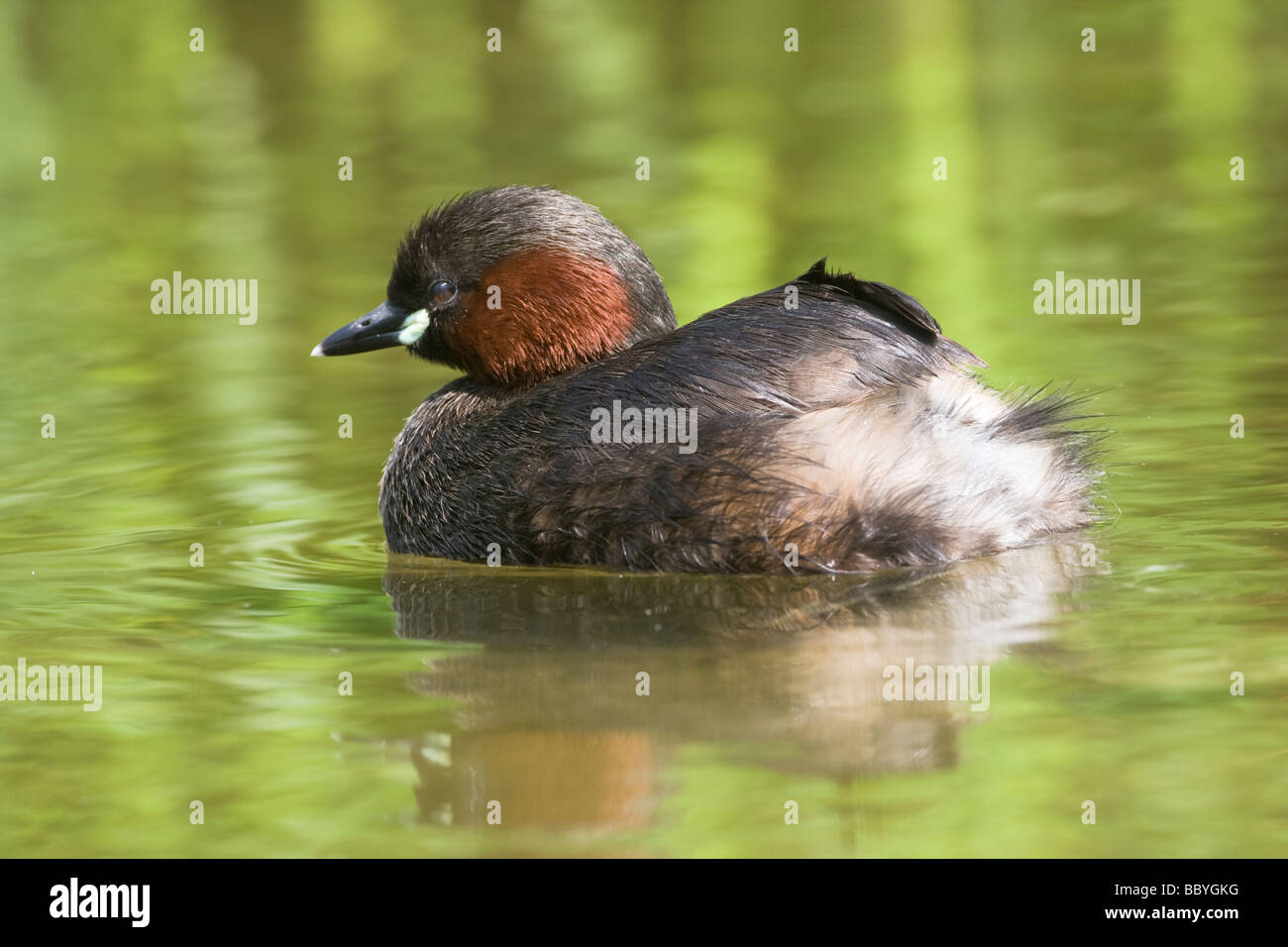 Zwergtaucher, Tachybaptus Ruficollis, (Dabchick) Stockfoto