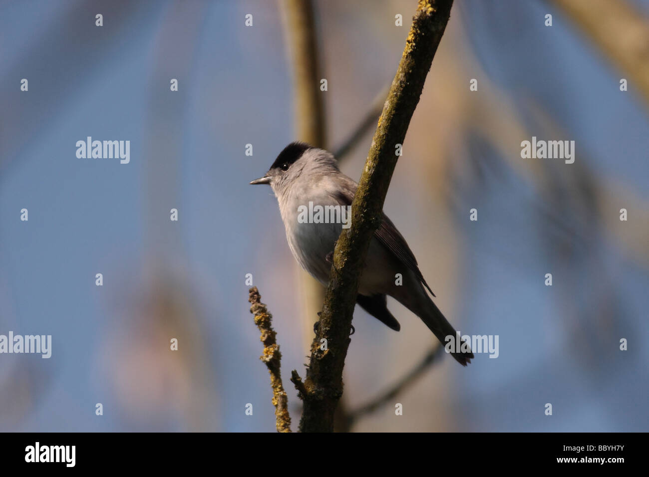 Mönchsgrasmücke (männlich) Stockfoto