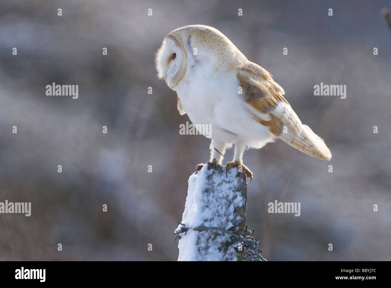 Schleiereule, Tyto alba, Liebling Großbritanniens Eule, Norfolk, Großbritannien. Stockfoto