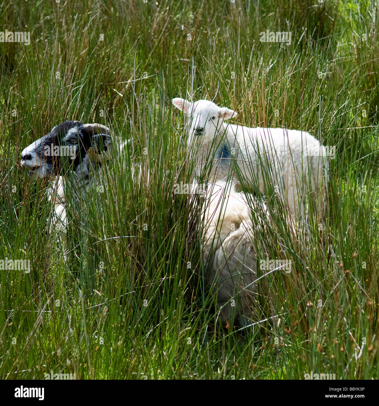 Mutterschaf mit Lamm Moorland-Gras Stockfoto