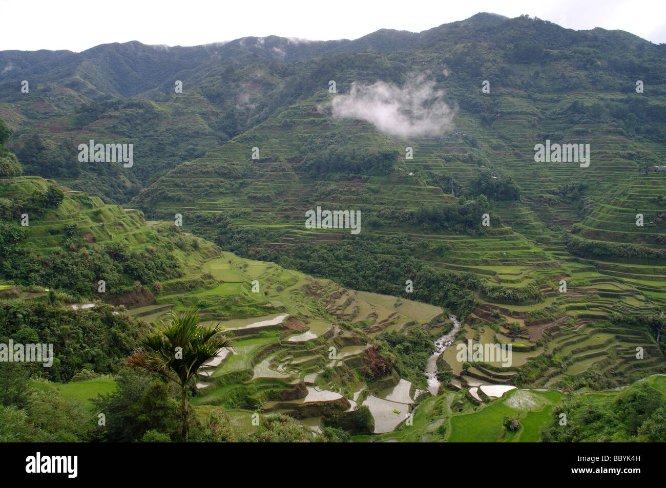 Banaue Reis-Terrassen, Banaue, Ifugao, North Luzon, Philippinen Stockfoto