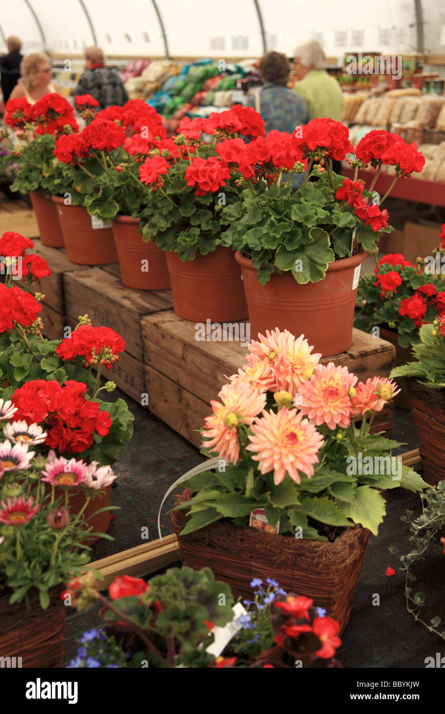 Eine Anzeige von Beetpflanzen in einem Gartencenter Stockfoto