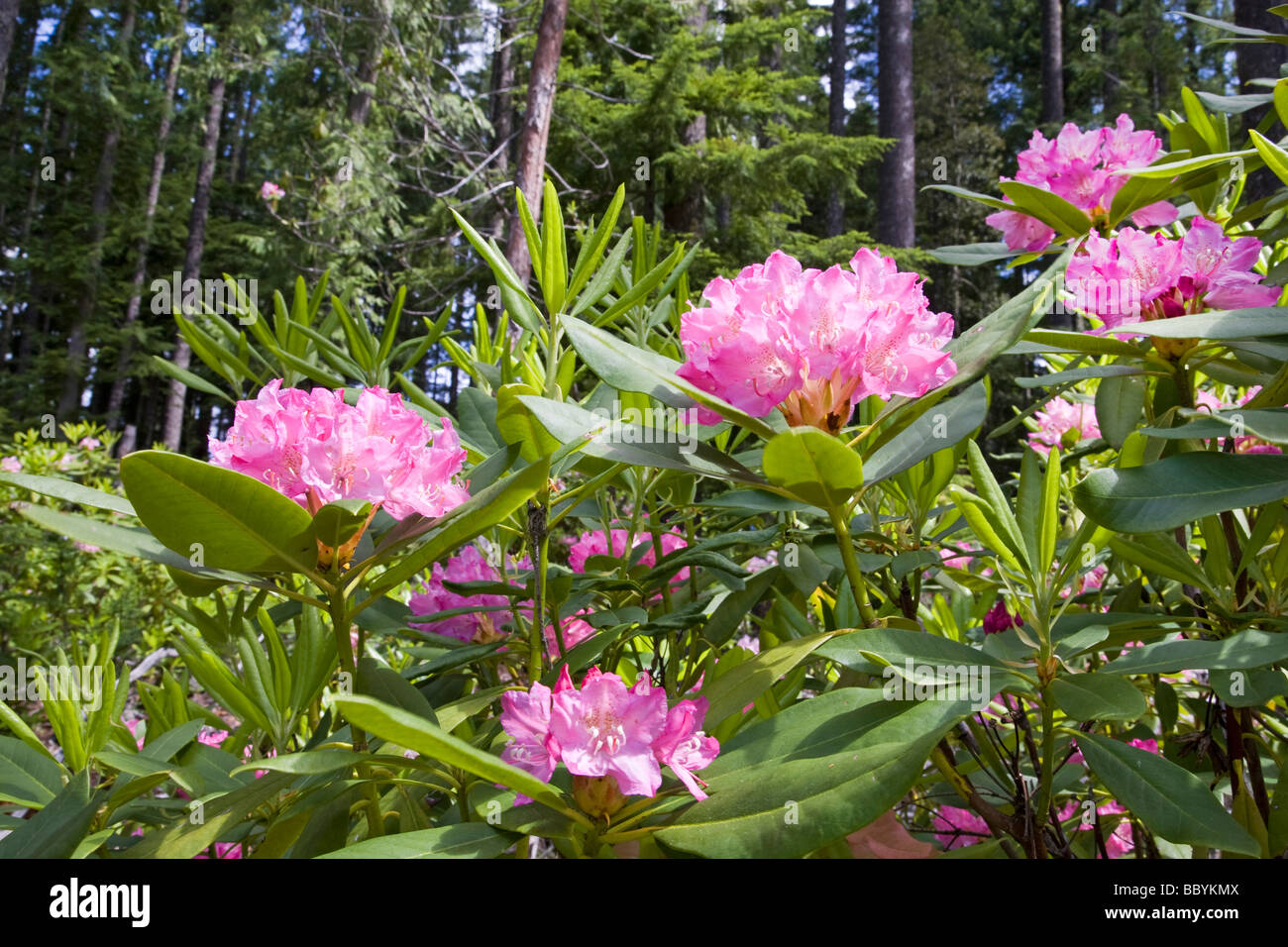 Wild wachsender Rhododendron im gemäßigten Regenwald in der Cascade Mountains of Oregon Stockfoto