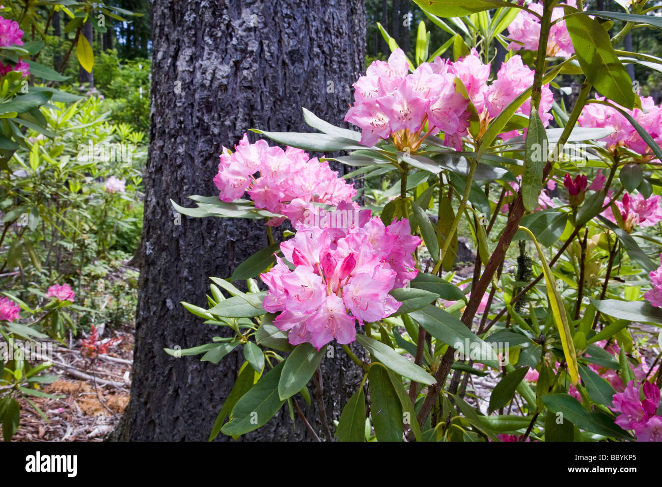 Wild wachsender Rhododendron im gemäßigten Regenwald in der Cascade Mountains of Oregon Stockfoto