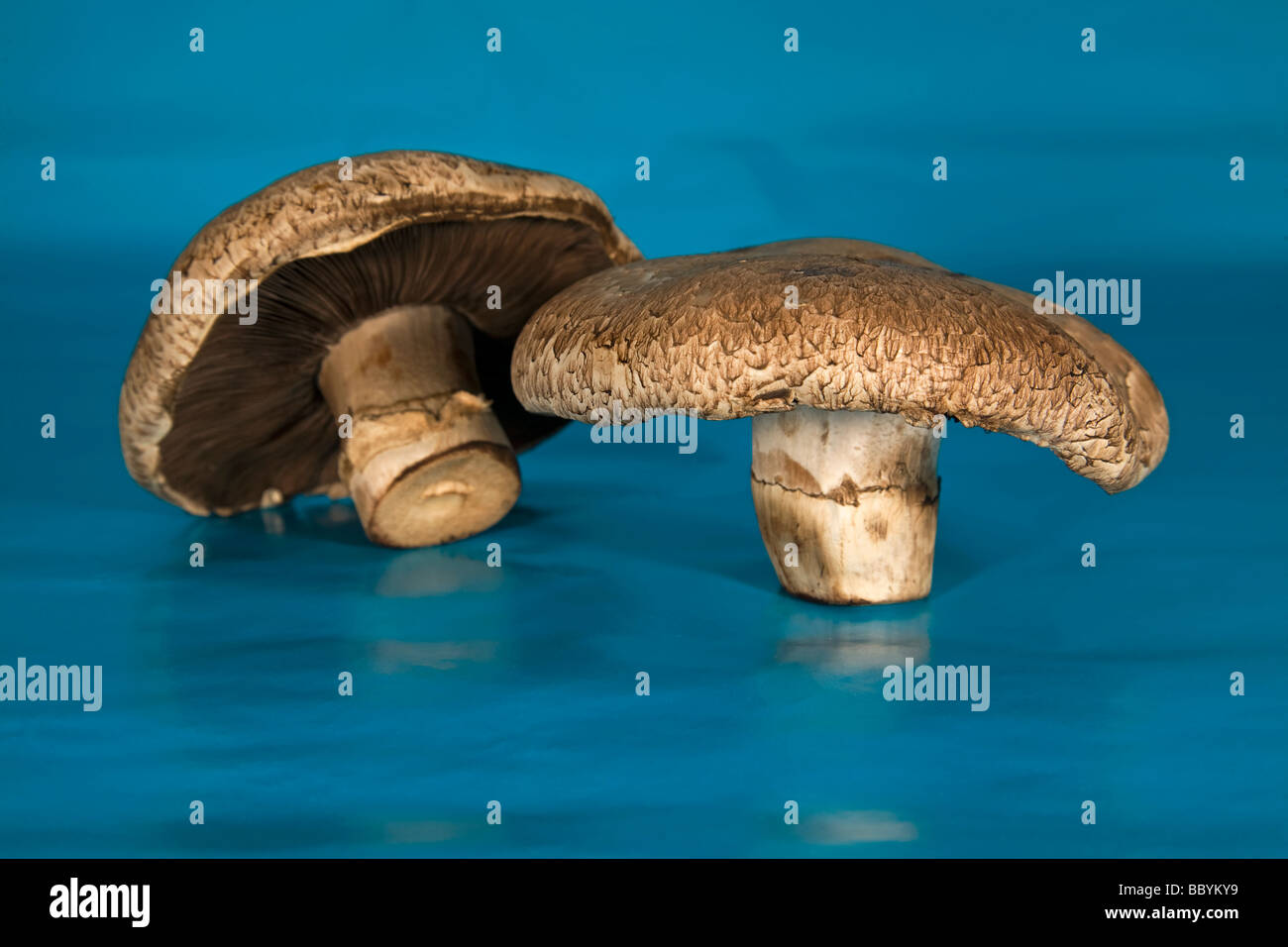 Detail eines Portabella Pilzes aus jedem Lebensmittelgeschäft oder Supermarkt Stockfoto