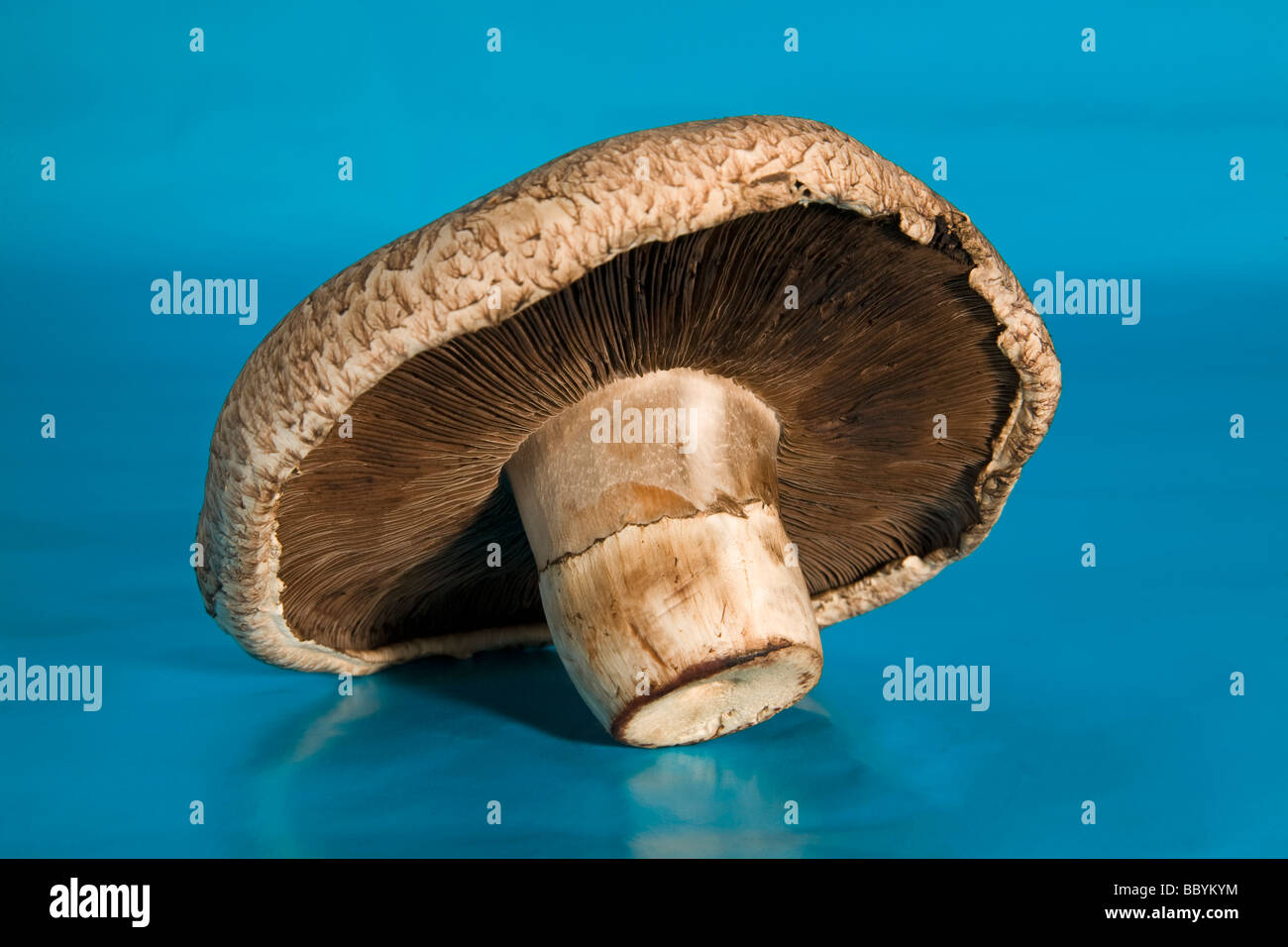 Detail eines Portabella-Pilzes gefunden in den meisten Lebensmittelgeschäften und Lebensmittelmärkte Stockfoto