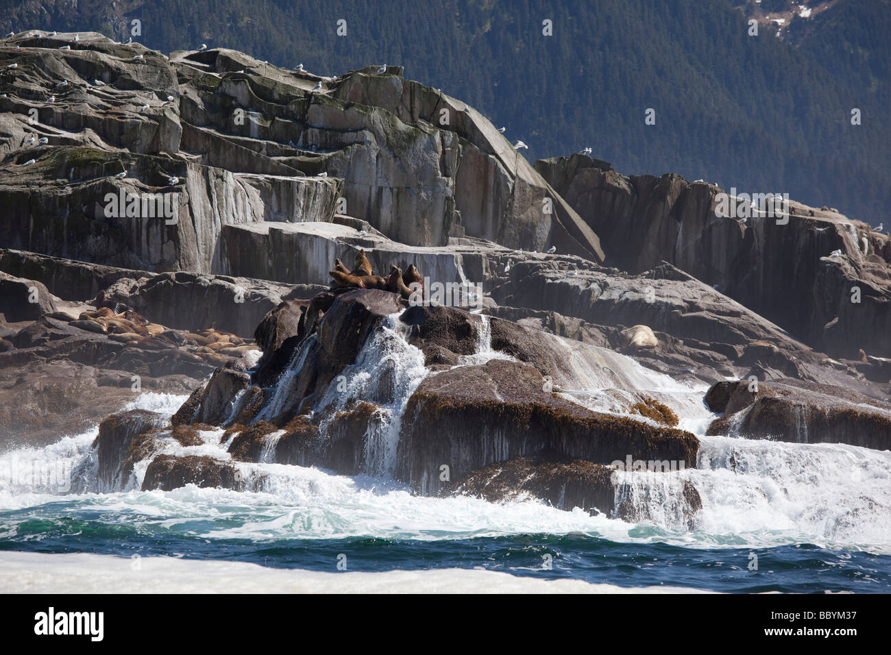Seelöwen Sitka Südost-Alaska Stockfoto