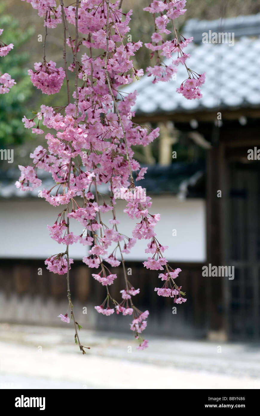 Ein zarte Zweig der Frühlingsblüten Kirsche hängt vor einer traditionellen japanischen Ziegeldach Gebäude in eine künstlerische Komposition Stockfoto