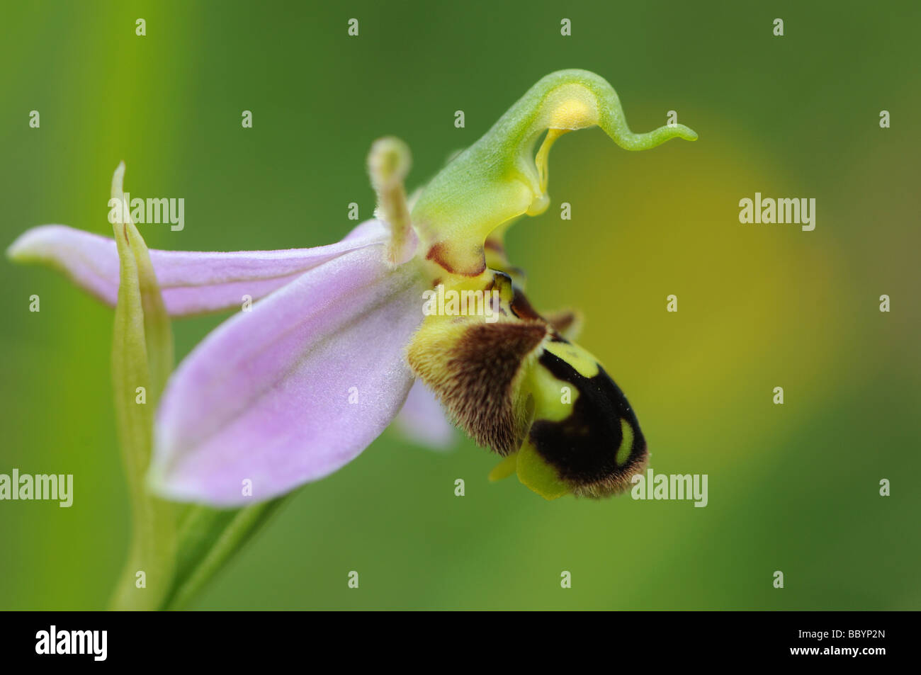 SideView Biene Orchidee (Ophrys Apifera) Stockfoto
