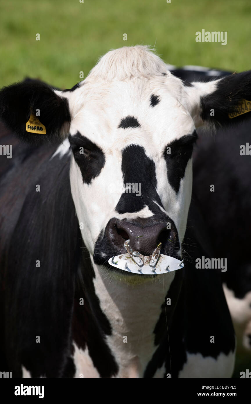 Gekreuzter Normande Milchkuh mit einer Platte Nase es Spanferkel andere Kühe Euter Cumbria zu stoppen Stockfoto