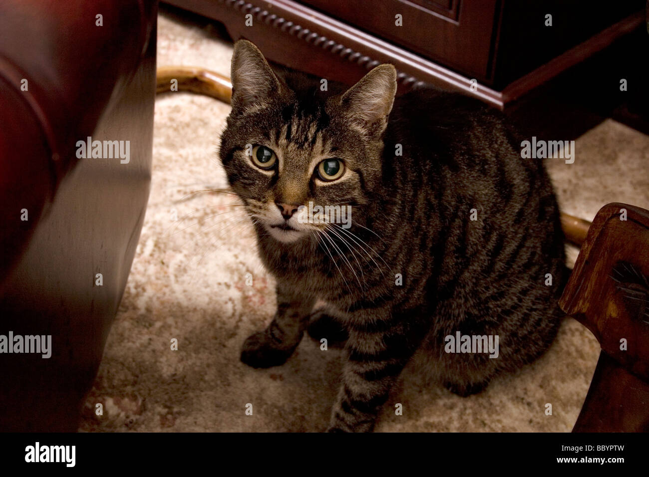 nervös aussehende Tabby Katze versteckt unter Möbel Stockfoto