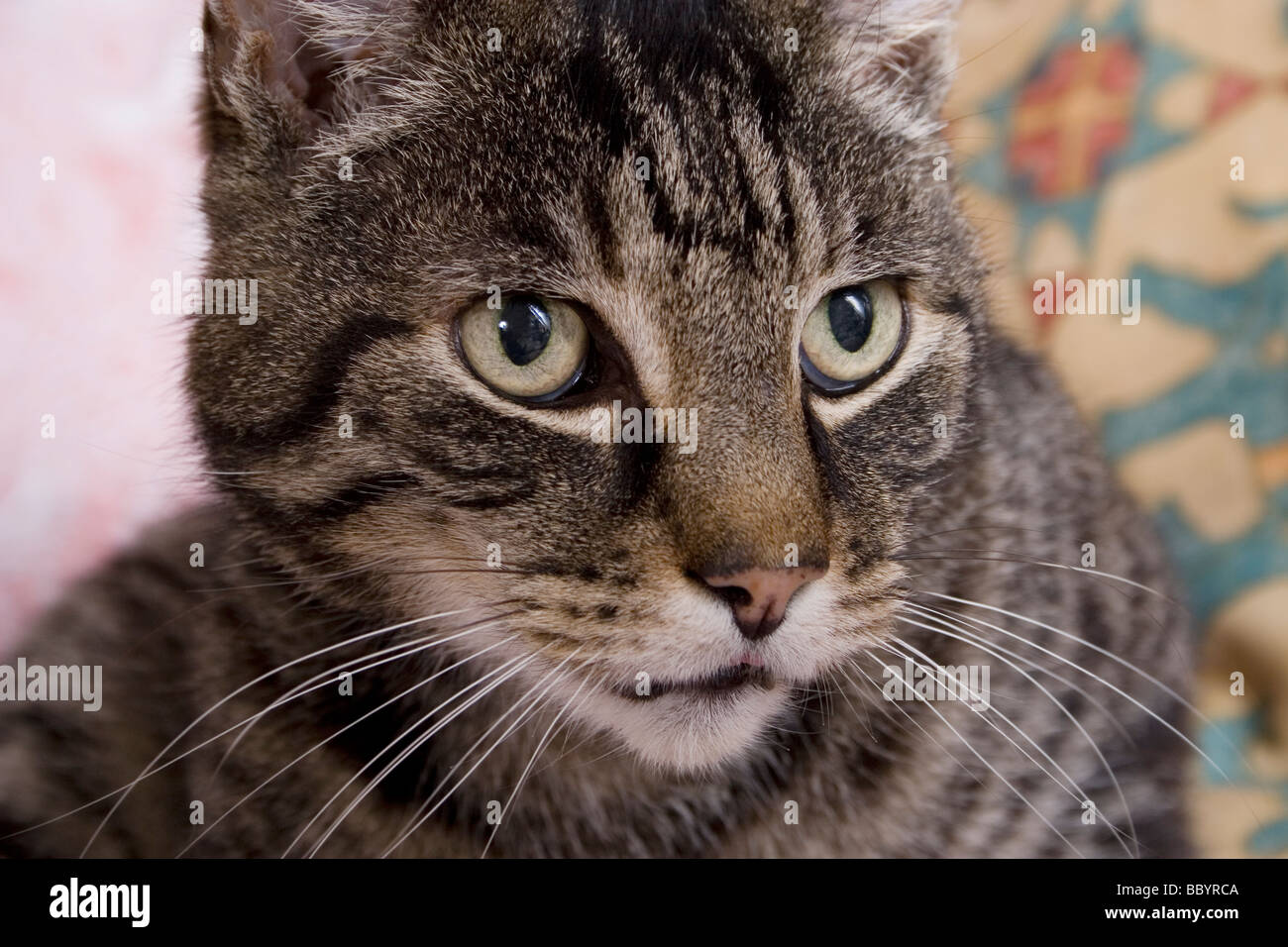 nervös aussehende Tabby Katze Stockfoto