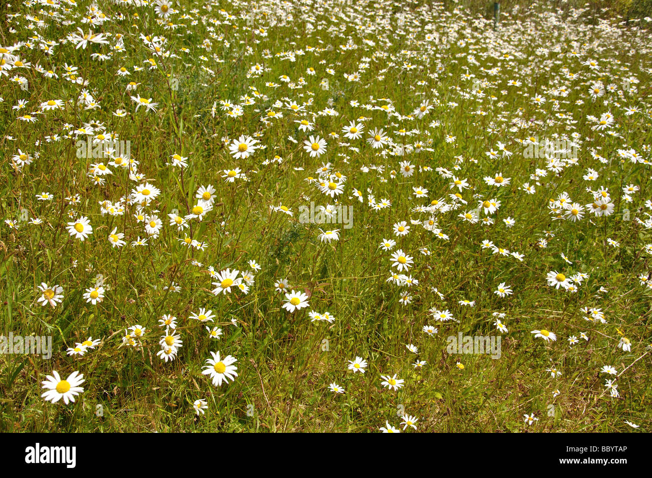Bereich der Gänseblümchen, Eden Project, Bodelva, St Austell, Cornwall, England, Vereinigtes Königreich Stockfoto
