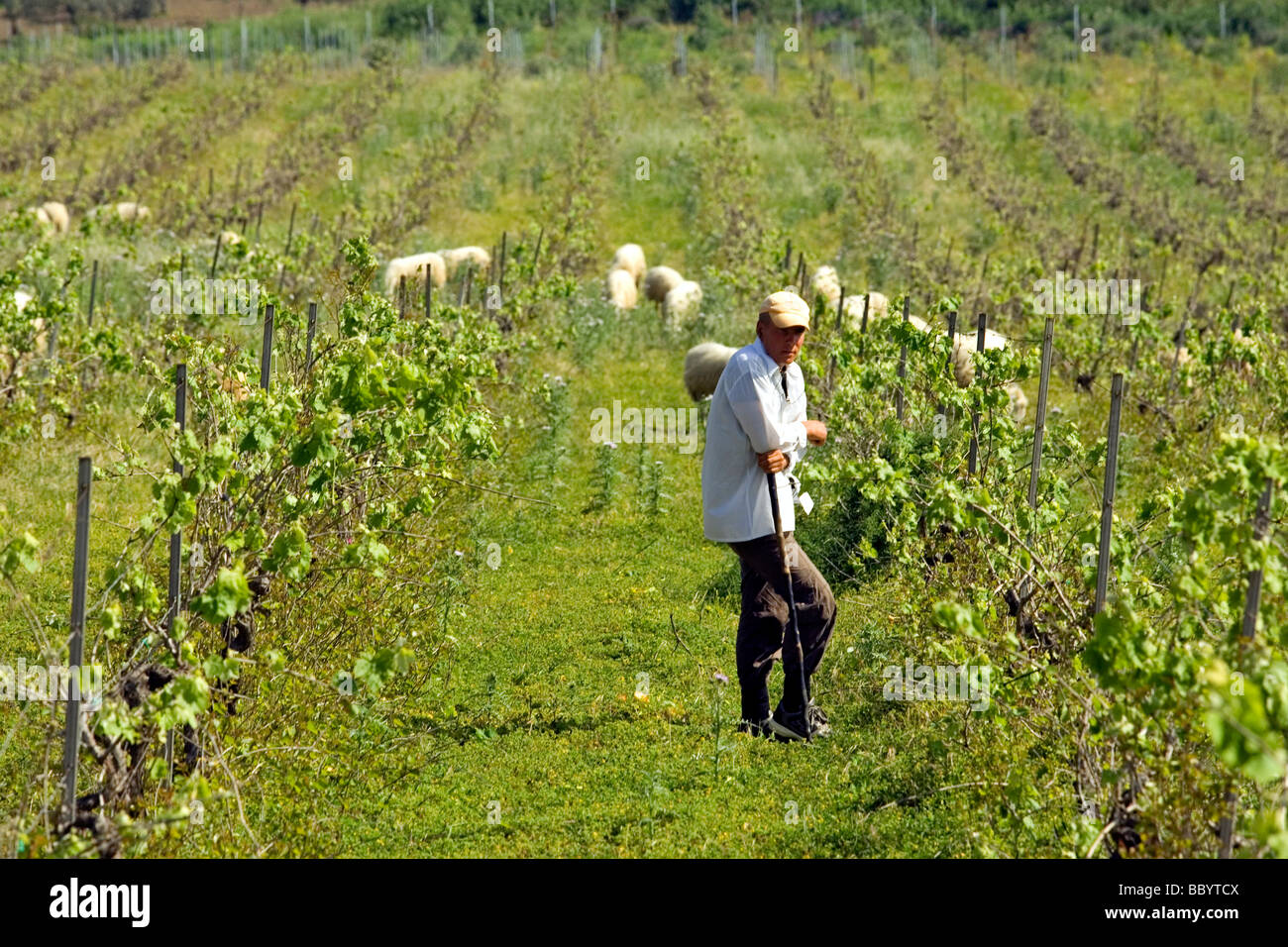 Hirt mit Schaf im Weinberg Bauernhof, Landwirtschaft, Provinz Agrigento, Sizilien, Italien Stockfoto