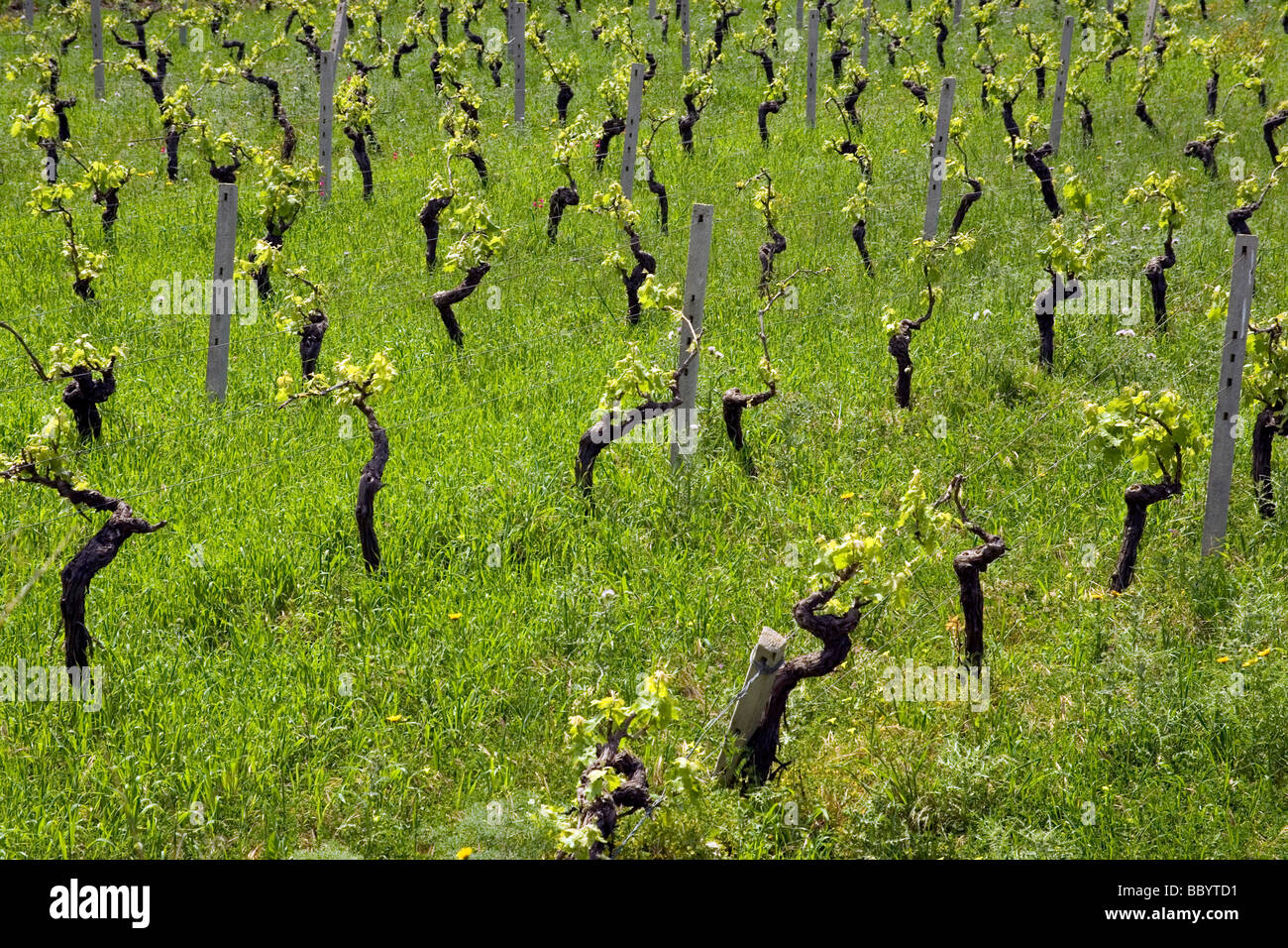 Marsala, Traube Weinberg, Landwirtschaft, Bauernhof, Wein, Provinz Trapani, Sizilien, Italien Stockfoto