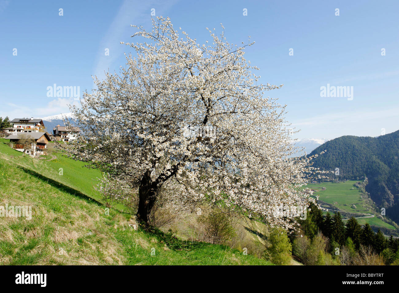 Kirschbaeume Stockfotos und bilder Kaufen Alamy