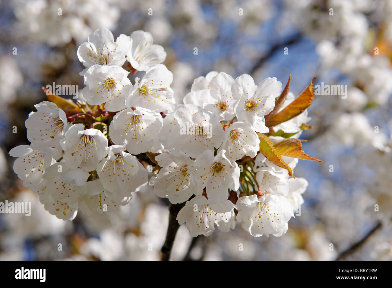Cherry (prunus avium) Fotos und Bildmaterial in hoher Auflösung