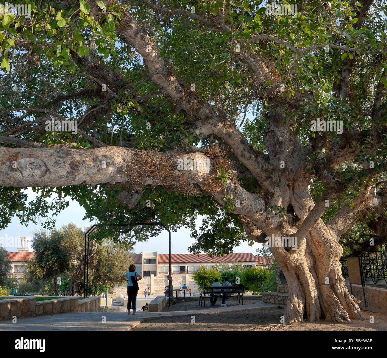 Alten Bergahorn Feigenbaum, Sykomore (Ficus Sycomorus), in das Kloster von Agia Napa oder Ayia Napa, Südzypern, Ostküste, Stockfoto