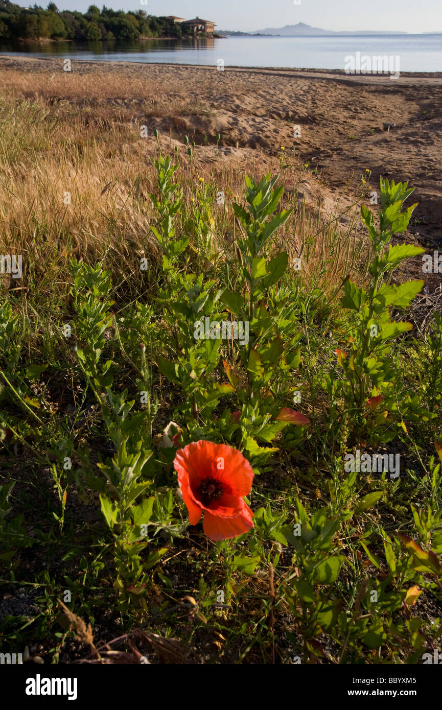 Eine Mohnblume Blume am Strand von Cannigione, Sardinien, Italien Stockfoto