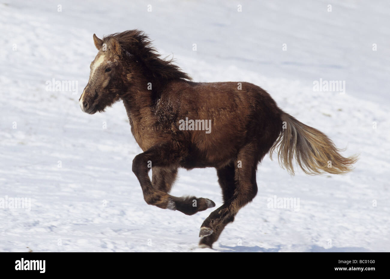 Isländische Pferd (Equus Caballus). Jährling im Galopp über Schnee Stockfoto