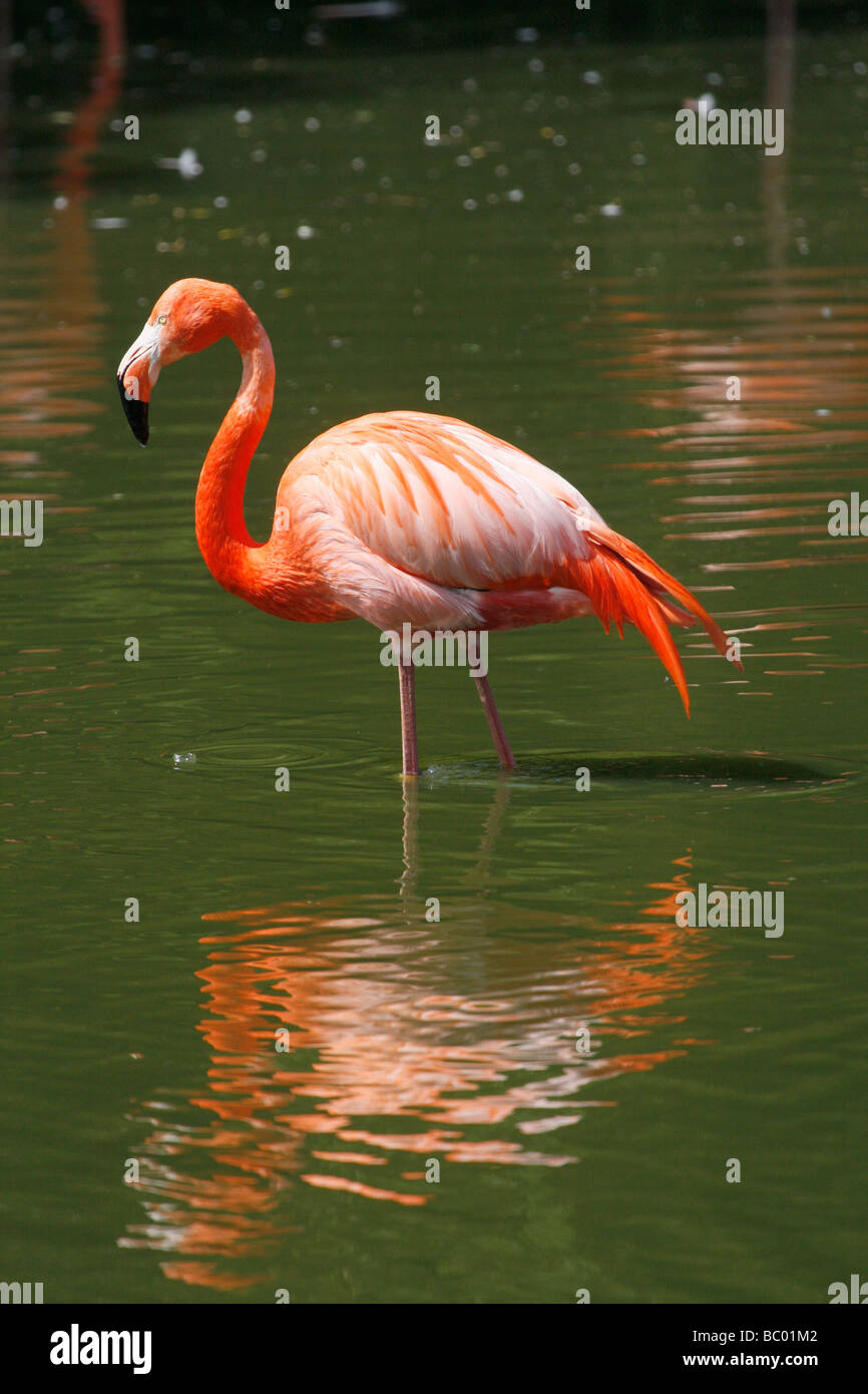 Größere Flamingo Phoenicopterus ruber Stockfoto