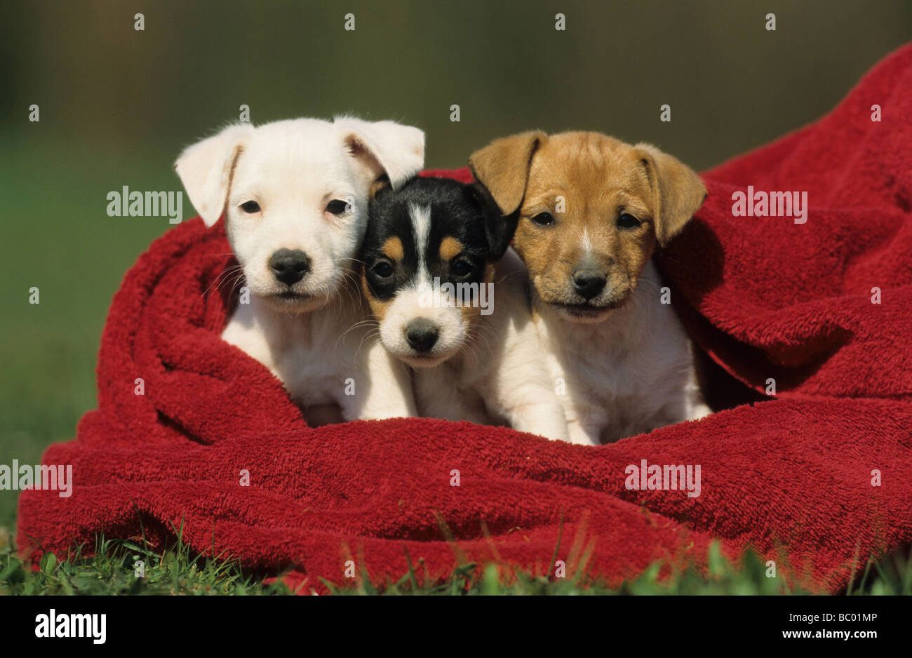 Jack Russell Terrier (Canis Lupus Familiaris), drei Welpen in eine rote Decke Stockfoto
