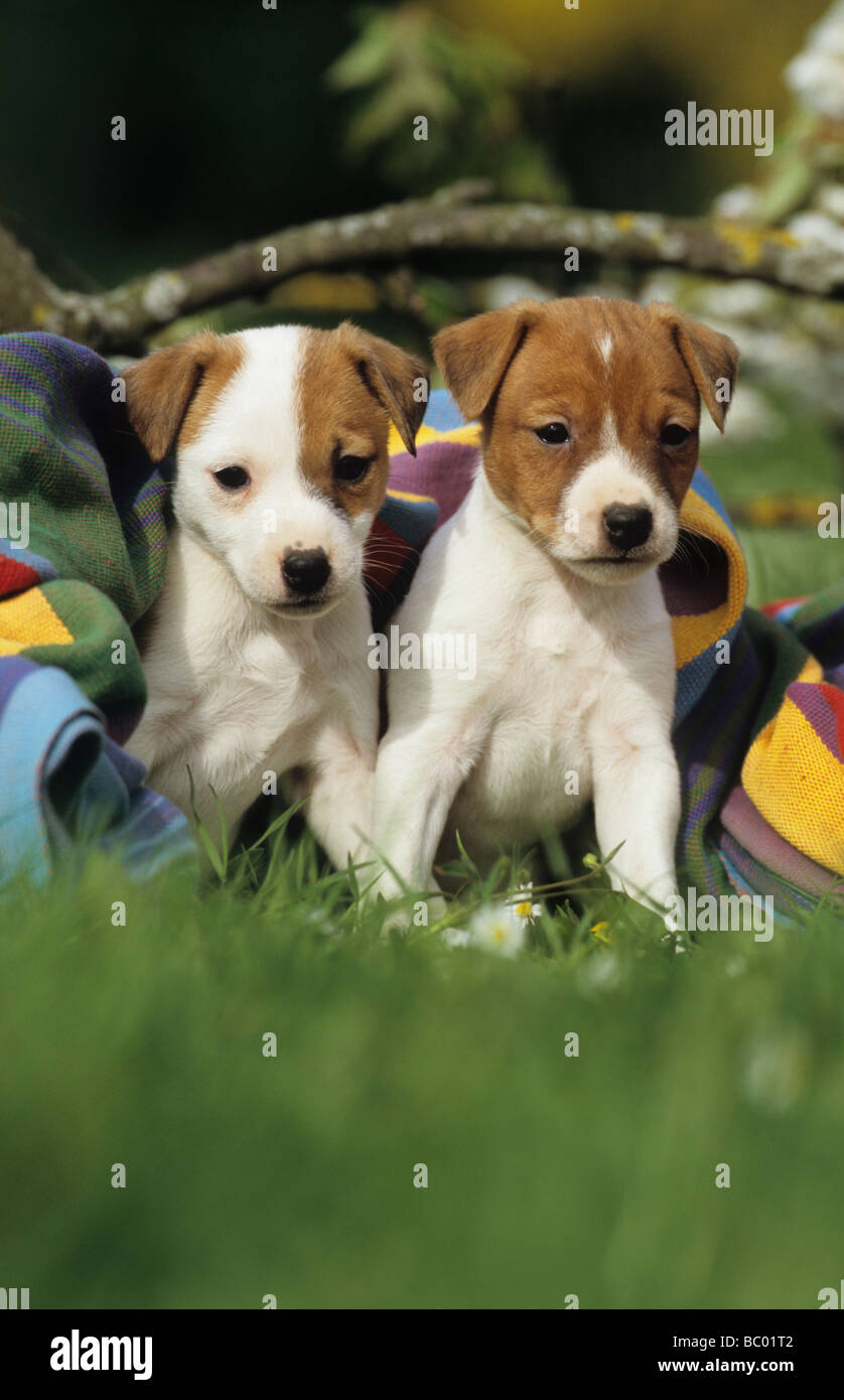 Jack Russell Terrier (Canis Lupus Familiaris), zwei Welpen auf Wiese mit bunten Decke im Hintergrund Stockfoto