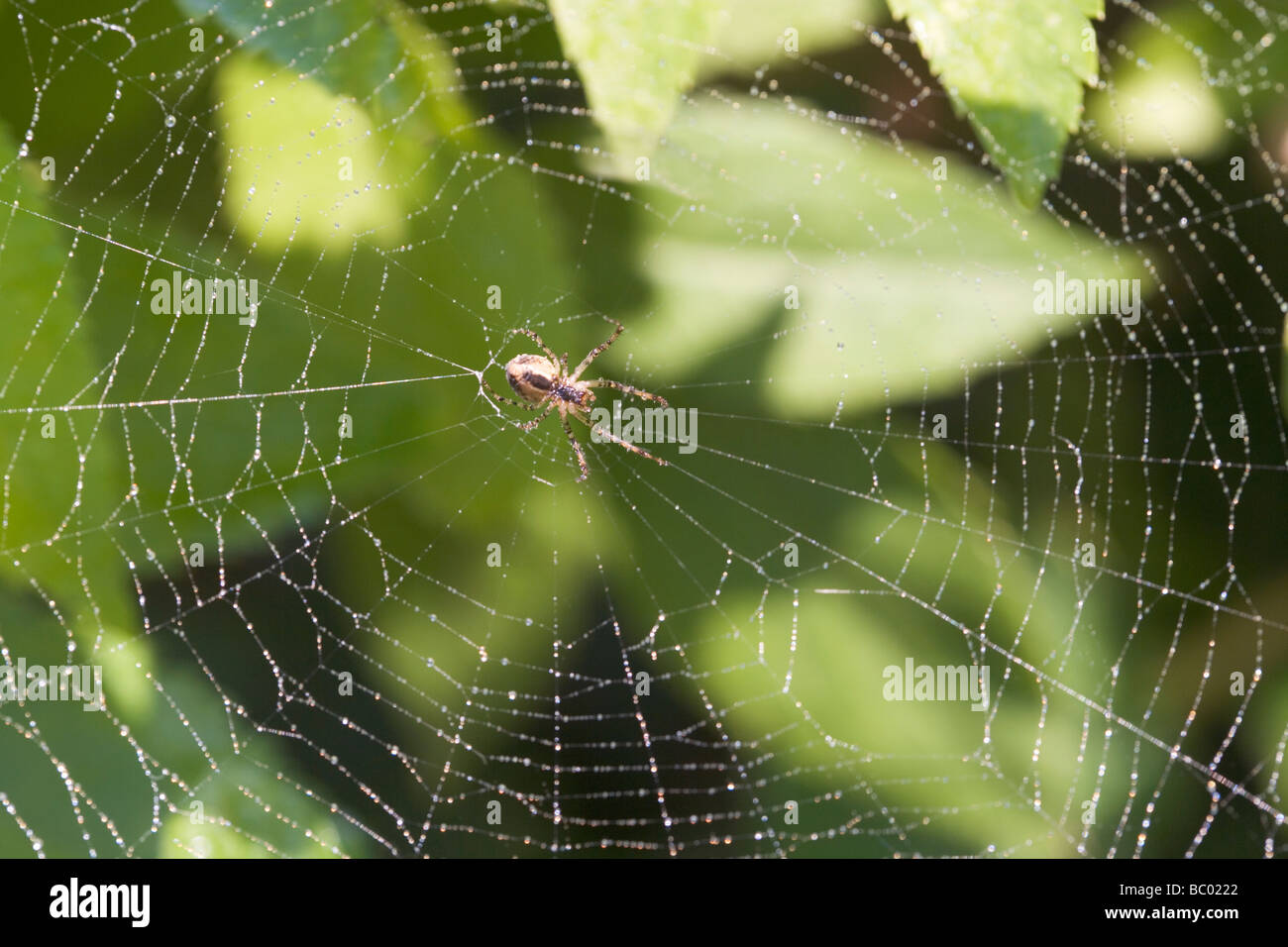 Kreuzspinne auf einer Webseite Stockfoto