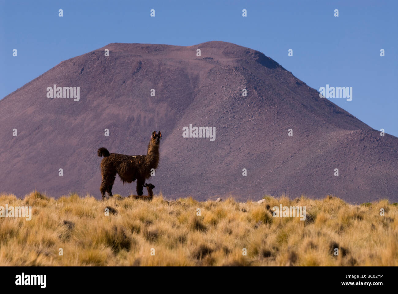 Ein Lama (Lama Glama) und ein Vulkan in Bolivien - Chile Grenze. Stockfoto