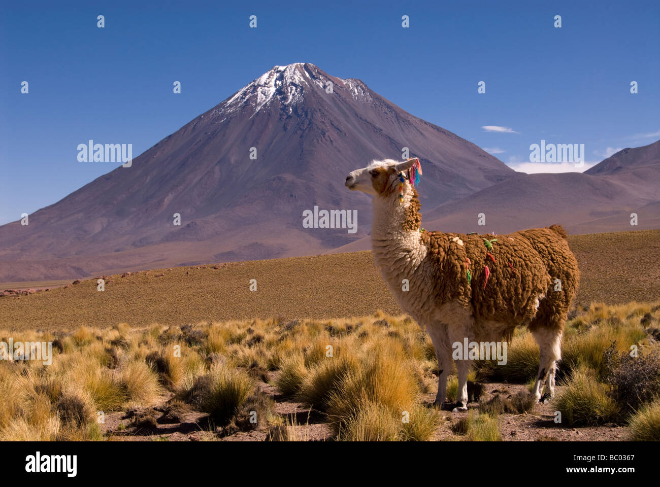 Ein Lama (Lama Glama) und Licancabur Vulkan in Bolivien - Chile Grenze. Stockfoto