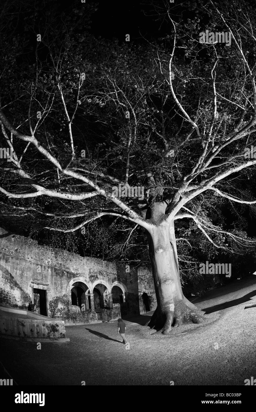Ein Mann geht in der Nacht unter einem großen Baum in einer Hacienda Uayamon, Yucatan, Mexiko. (Schwarz und weiß). Stockfoto