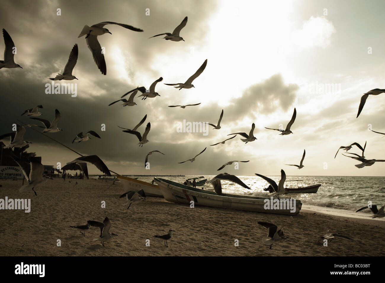 Viele Vögel fliegen über einige Boote in Celestun, Yucatan, Mexiko. Stockfoto