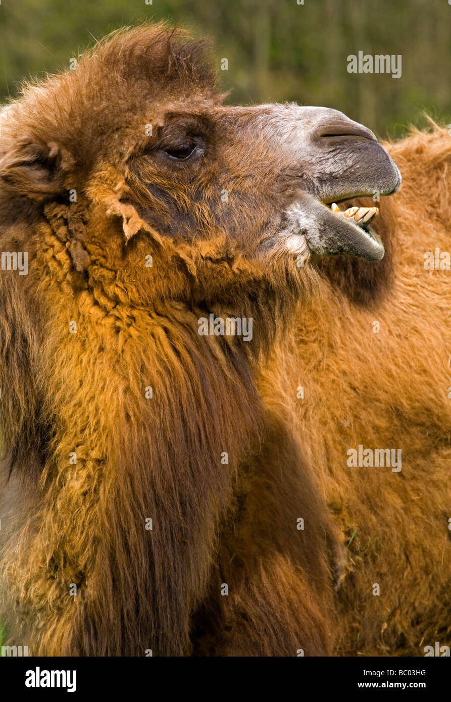 Leiter des baktrischen Kamel Camelus Bactrianus eine große selbst-toed Huftiere aus den Steppen von Nord-Ost-Asien und jetzt gefährdet Stockfoto