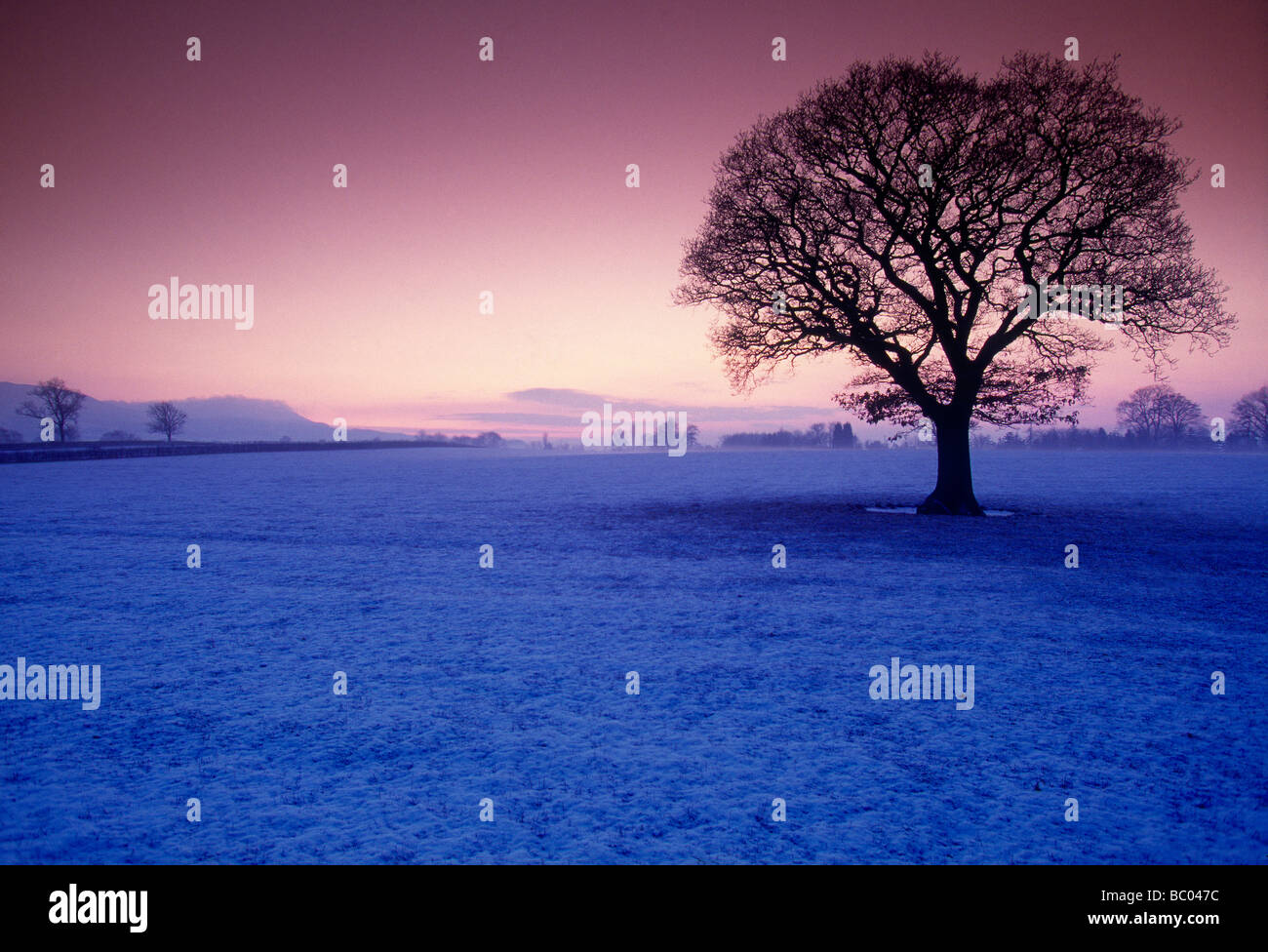 Baum im Schnee-Szene Stockfoto
