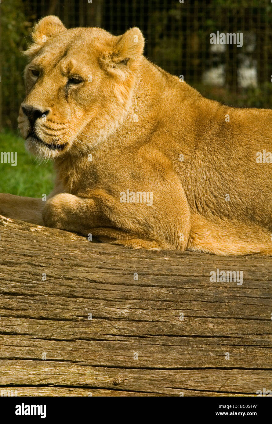 Löwin Panthera Leo ist einer der vier Großkatzen der Gattung Panthera und ein Mitglied der Familie Felidae. Ruht auf einem Baumstamm zu sehen. Stockfoto