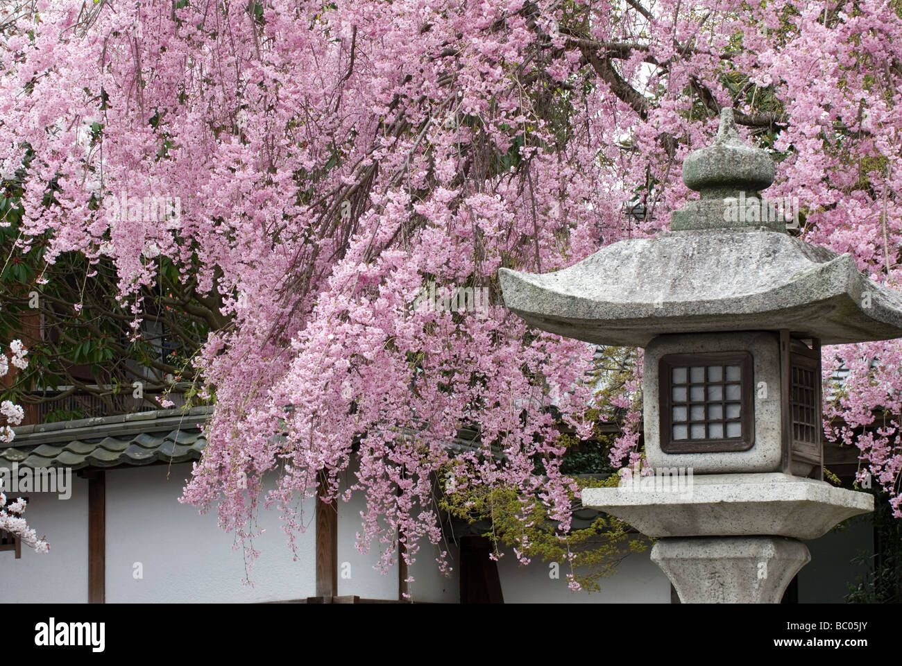 Ein Baum, beladen mit Kirsche Frühling Blüten hängt hinter einem traditionellen japanischen Steinlaterne in eine künstlerische Komposition Stockfoto
