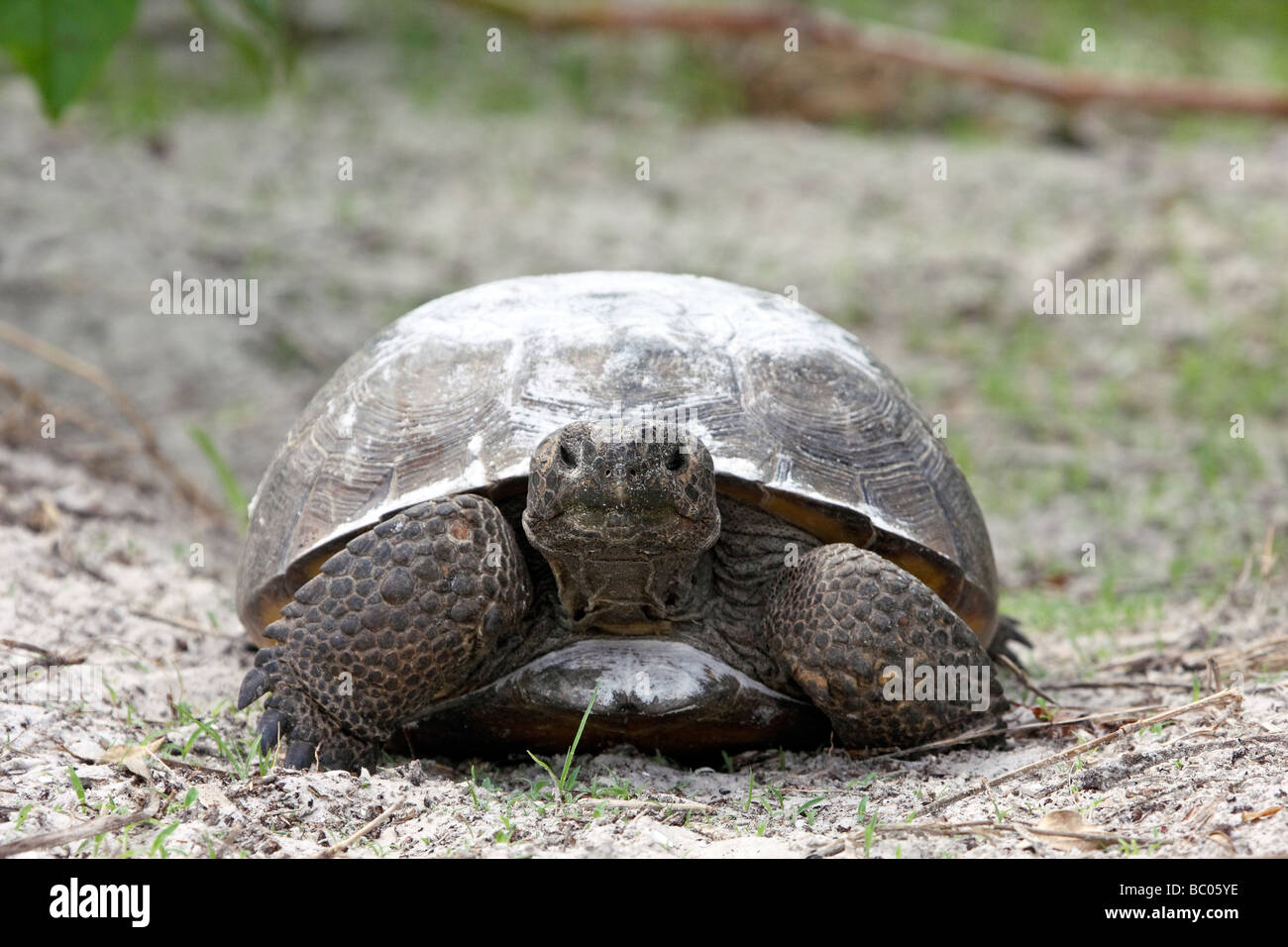 Gopher Schildkröte von vorne Stockfoto