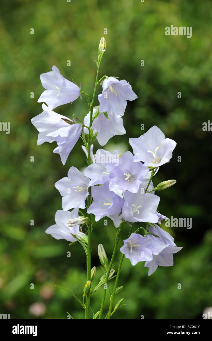 Campanula Persicifolia in Blüte Stockfoto