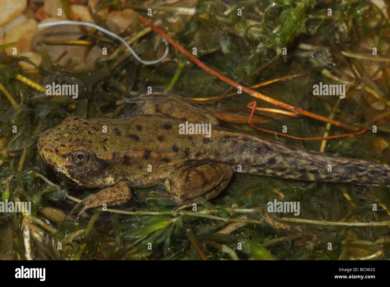 Green Frog [Rana Clamitans] Metamorphosing Frosch zeigt Tail Kaulquappe und Frosch  Gliedmaßen - New York-USA Stockfotografie - Alamy