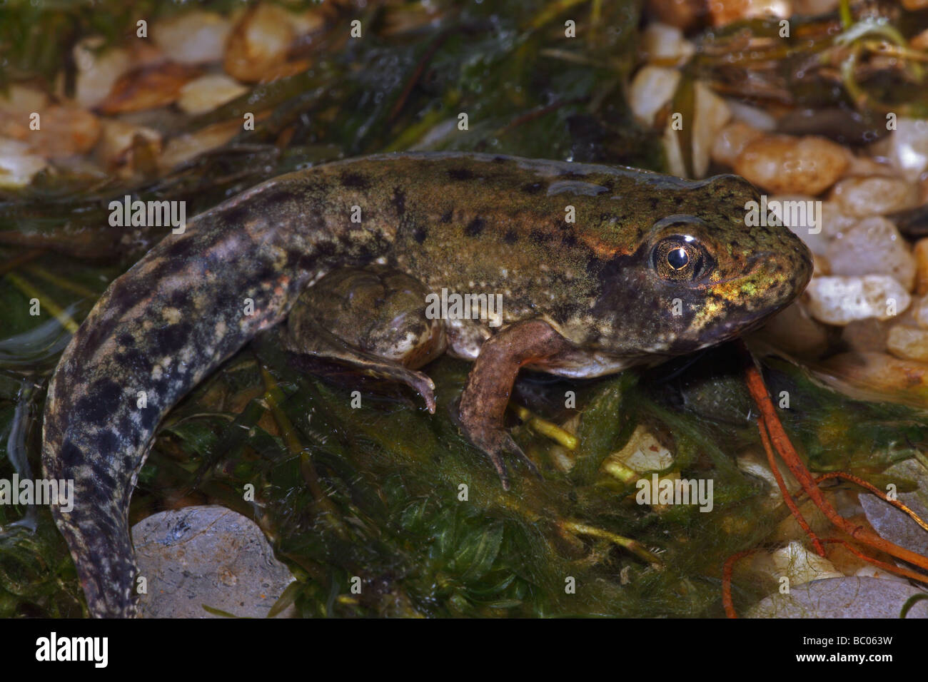 Grüner Frosch (Rana Clamitans) Metamorphosing Frosch zeigt Tail Kaulquappe und Frosch Gliedmaßen - New York-USA Stockfoto