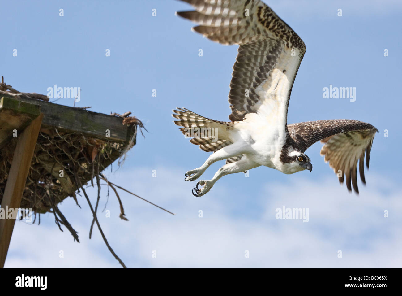 Fischadler fliegen von nistenden Plattform Stockfoto
