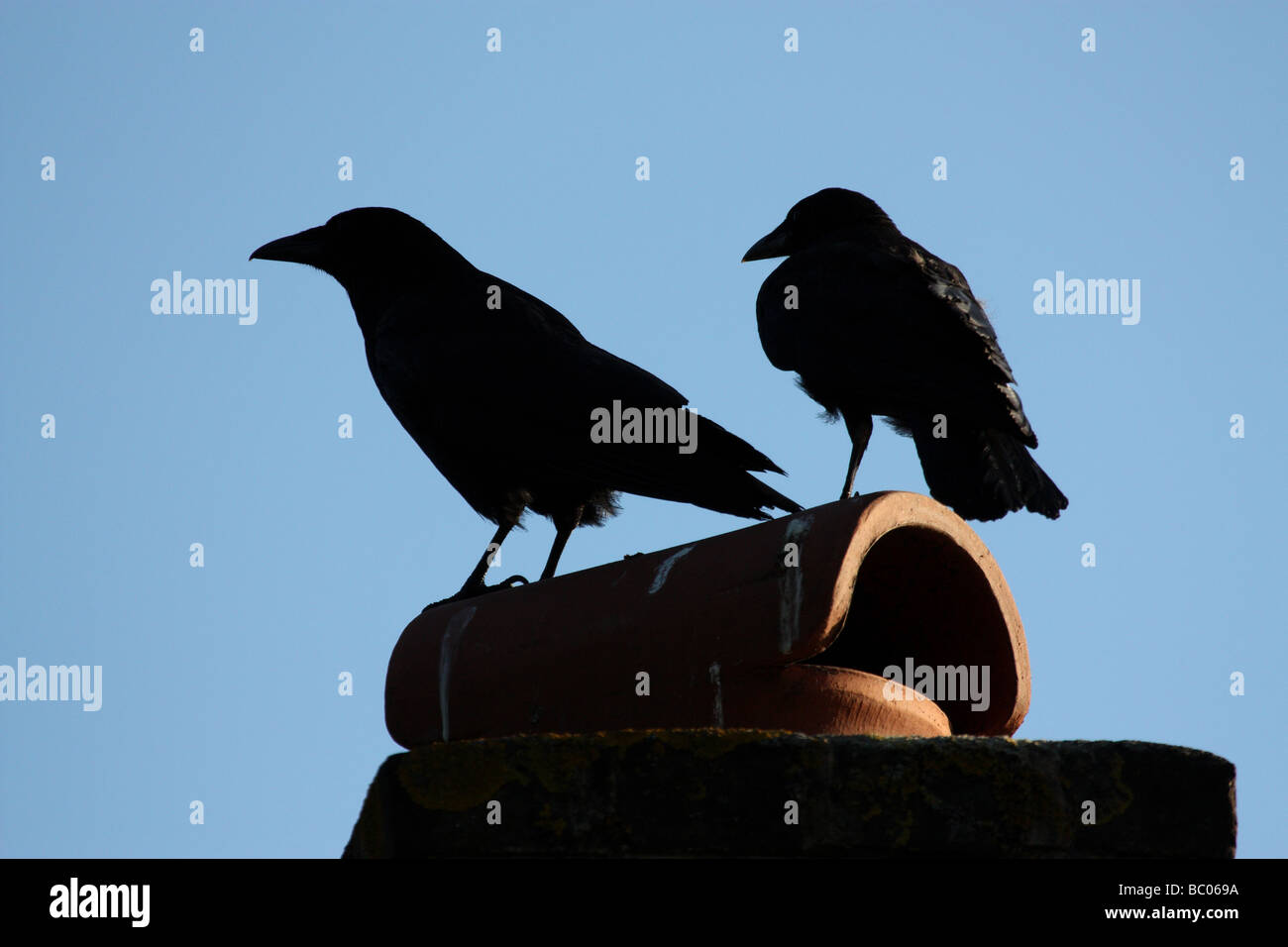 Zwei Krähen thront auf einem Schornstein Stockfotografie - Alamy