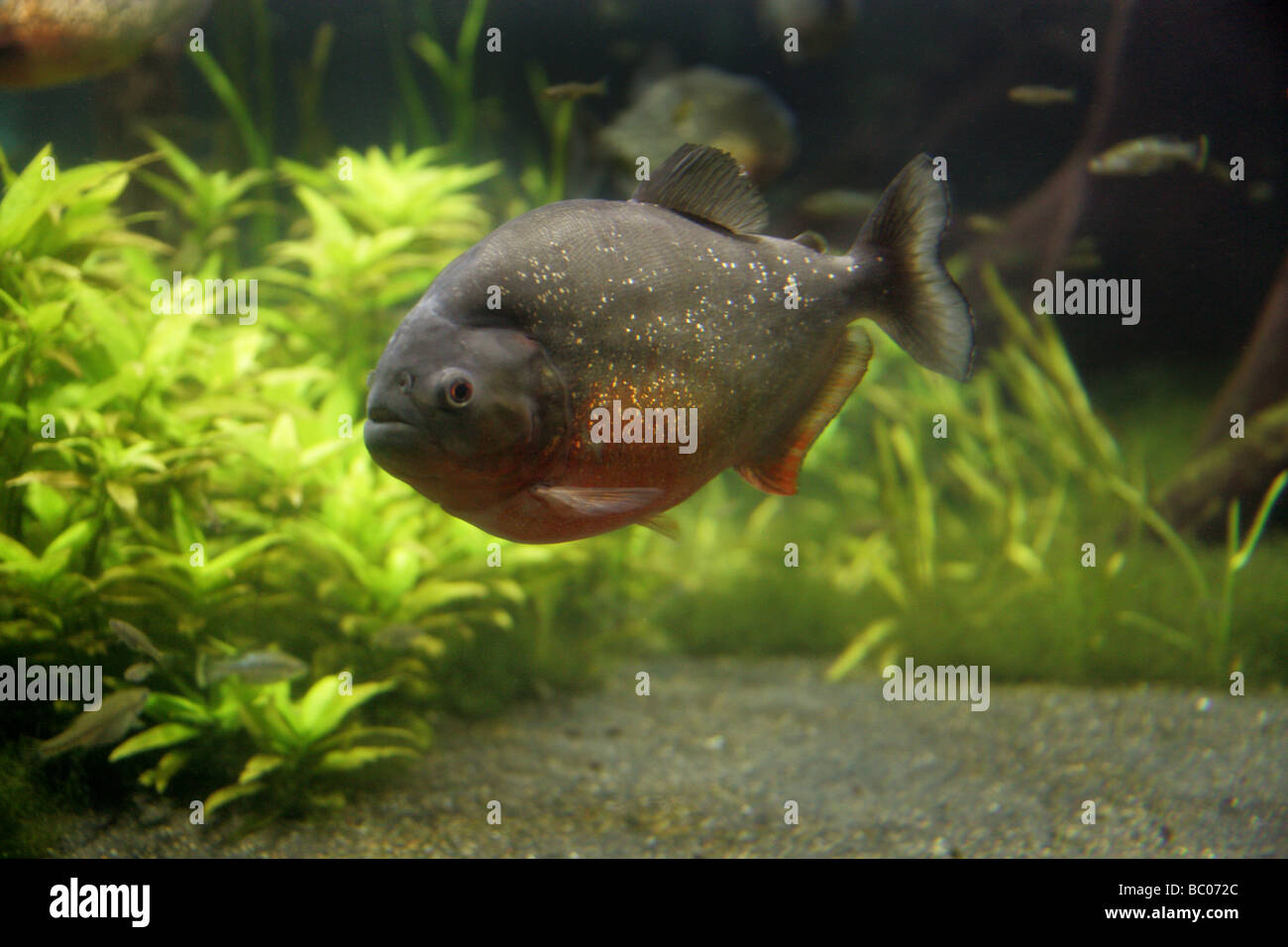 Rote Piranhas, Pygocentrus Nattereri, südamerikanischen Süßwasserfische. Stockfoto