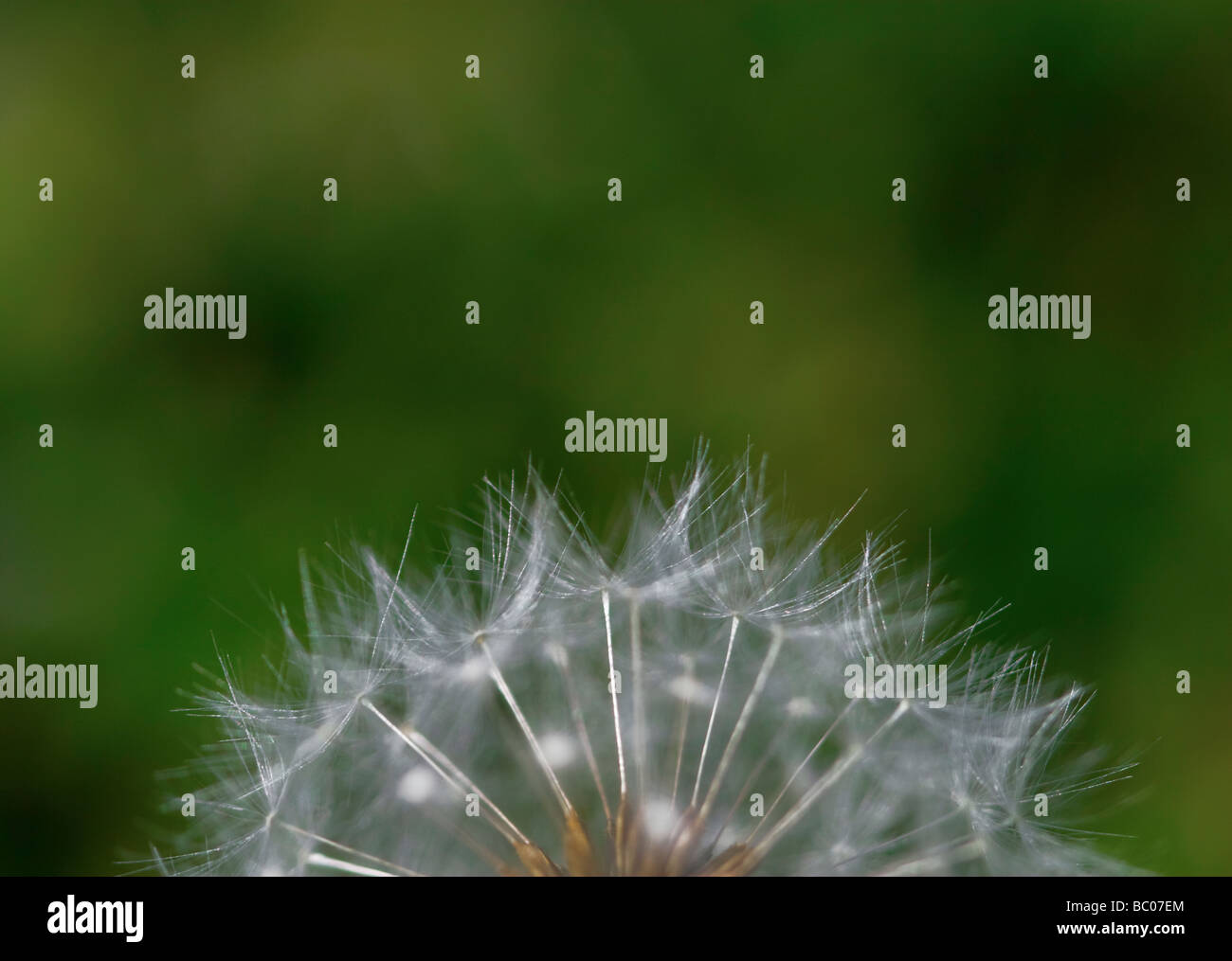 Löwenzahn in Rasen Stockfoto