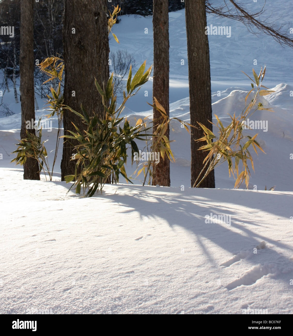 Bambus wchst durch den Schnee in einem Skigebiet in Japan Stockfotografie  - Alamy