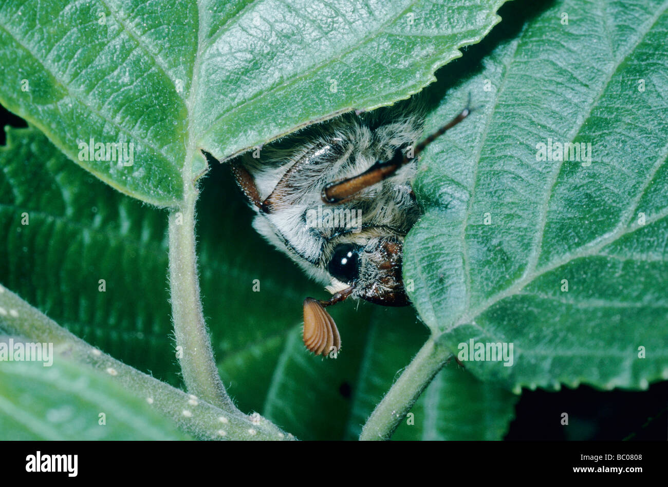 Gemeinsamen Maikäfer Melolontha Melolontha männlich Essen Seewen Schweiz Mai 1994 Stockfoto